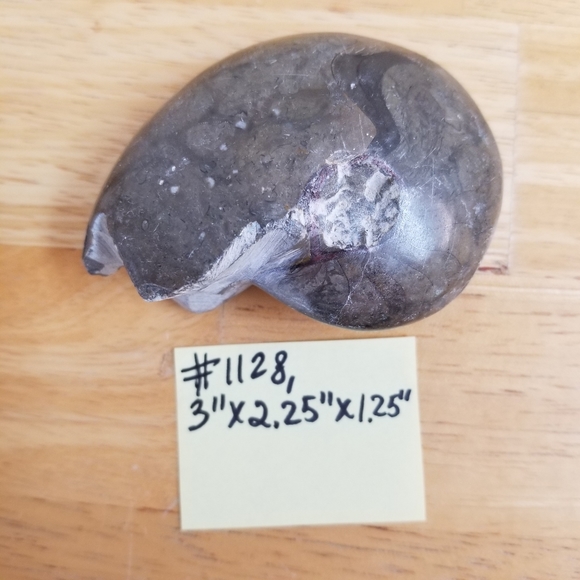 #1128 NWOT Rare Collectible Nautilus Ammonite Foss - Picture 3 of 8